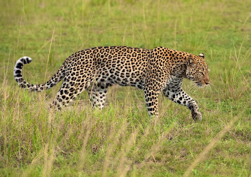 Leopard im Queen Elizabeth Nationalpark in Uganda - ©Tom - stock.adobe.com