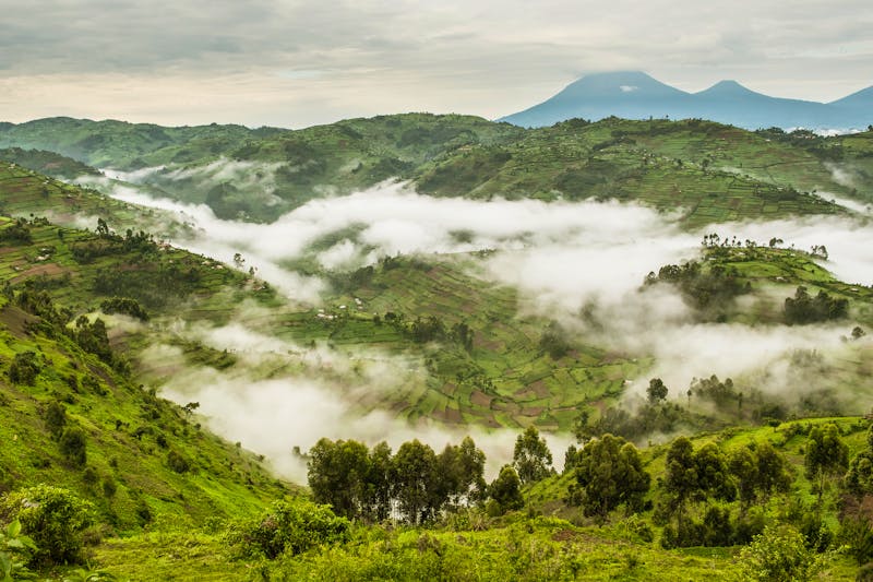 Bwindi Impenetrable Forest Nationalpark in Uganda - ©Ivana Taciková - stock.adobe.com