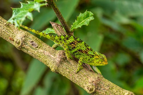 Chamäleon im Bwindi Forest in Uganda &ndash; &copy; David - stock.adobe.com
