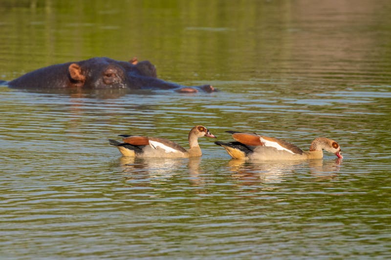 Lake Mburo Nationalpark in Uganda - ©Gunter - stock.adobe.com