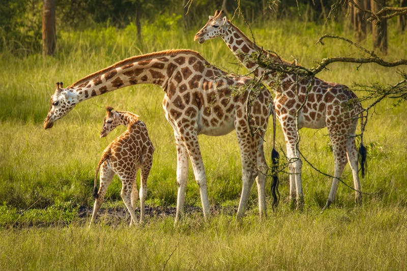 Giraffen im Lake Mburo Nationalpark in Uganda - ©Gunter - stock.adobe.com