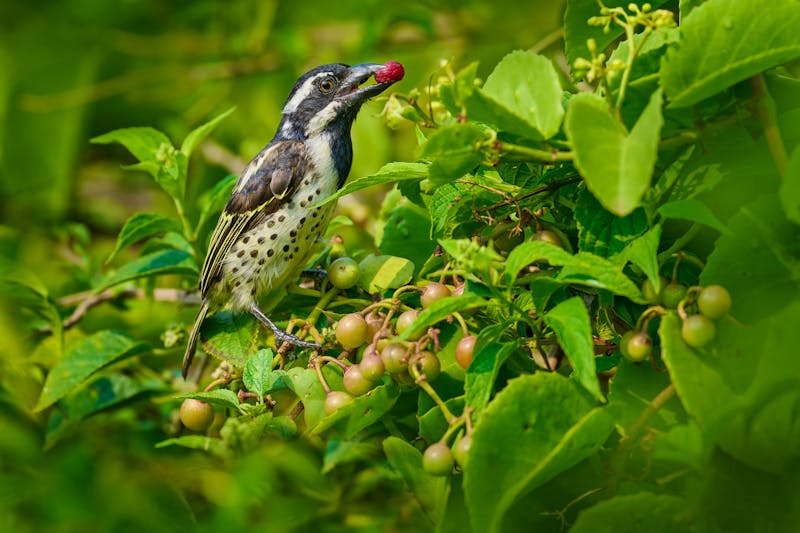 Bartvogel im Lake Mburo Nationalpark in Uganda - ©ondrejprosicky - stock.adobe.com