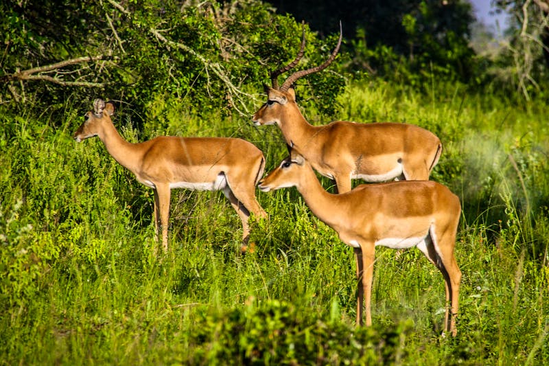 Ugandische Kob-Antipolen im Lake Mburo Nationalpark - ©Kylie - stock.adobe.com