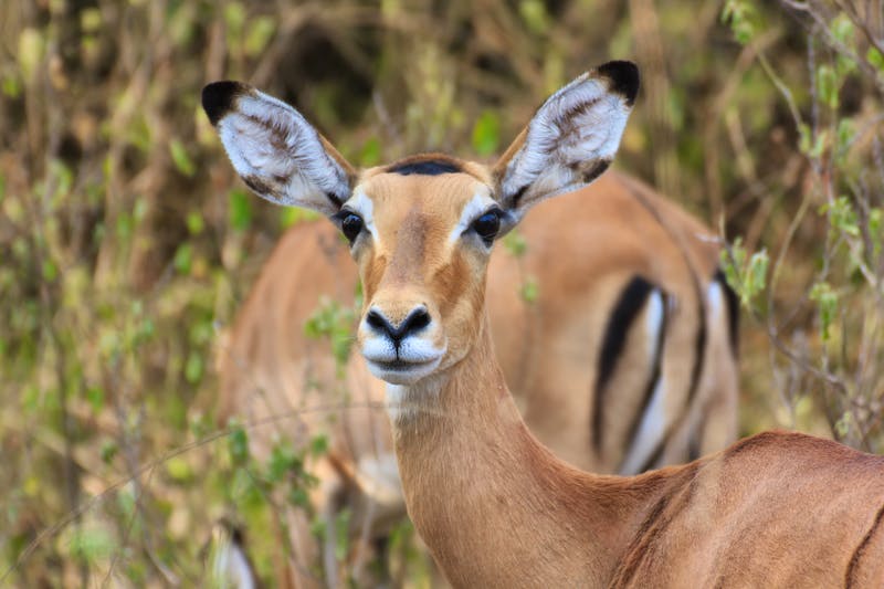 Impalas im Lake Mburo Nationalpark in Uganda - ©eickys - stock.adobe.com