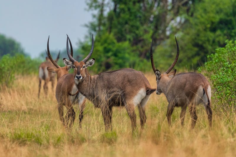 Wasserböcke im Lake Mburo Nationalpark in Uganda - ©David - stock.adobe.com
