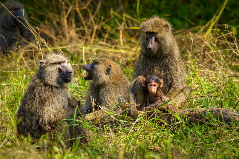 Paviane im Lake Mburo Nationalpark in Uganda - ©Gunter - stock.adobe.com
