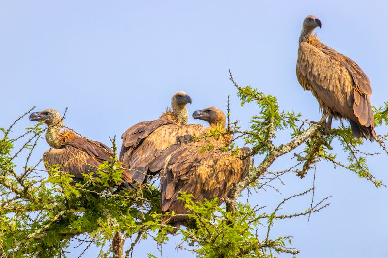 Geier im Lake Mburo Nationalpark in Uganda - ©Gunter - stock.adobe.com