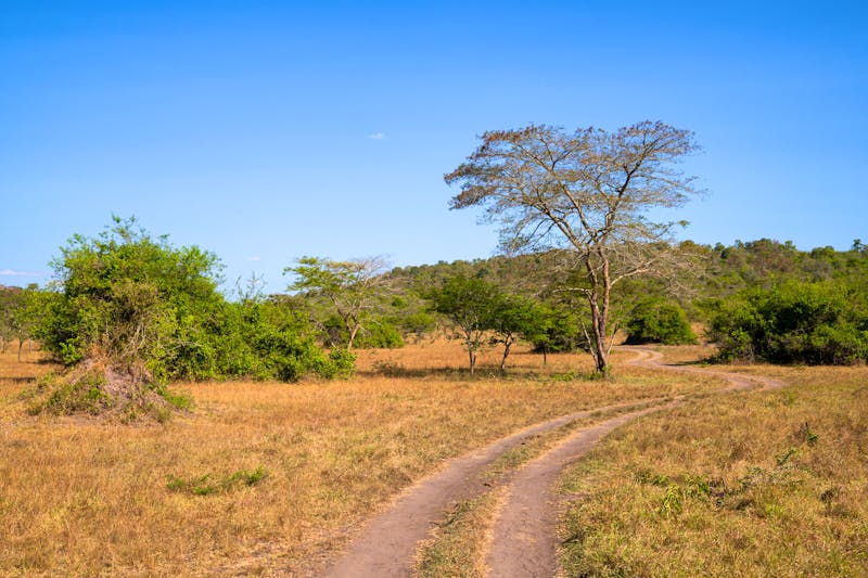 Rundfahrt im Lake Mburo Nationalpark in Uganda - ©alfotokunst - stock.adobe.com