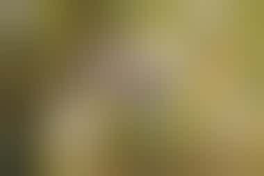 Kiefernzapfen im Pollino-Nationalpark - ©Enrico Rovelli - stock.adobe.com