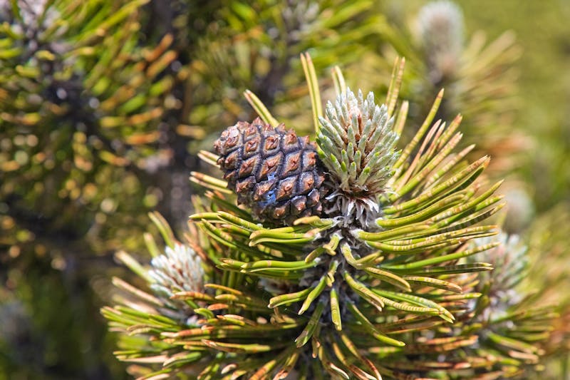 Kiefernzapfen im Pollino-Nationalpark - ©Enrico Rovelli - stock.adobe.com