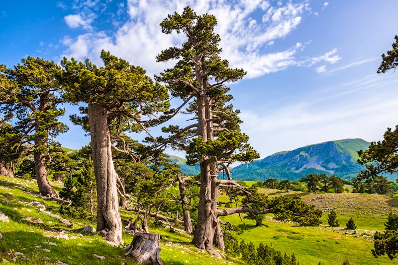 Panzerkiefern im Pollino Nationalpark - ©trattieritratti - stock.adobe.com