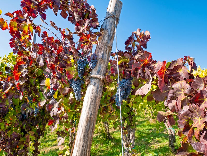 Weinanbau in der Basilikata - ©Giuma - stock.adobe.com