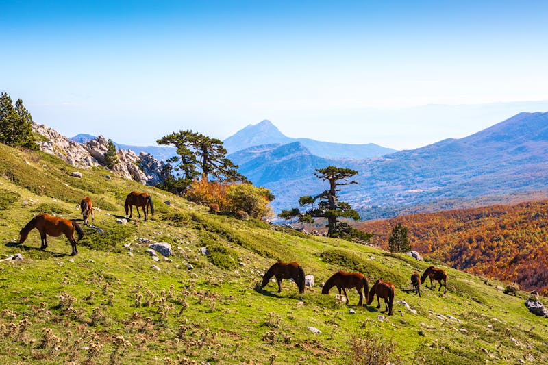 Pferdeweide im Pollino Nationalpark - ©antonel - stock.adobe.com