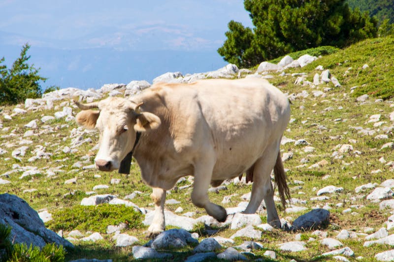 Kuh im Pollino Nationalpark - ©laudibi - stock.adobe.com