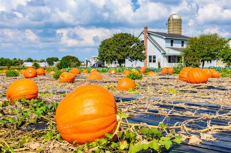 Kürbisse bei den Amish People in Pennsylvania - ©kovgabor79 - stock.adobe.com