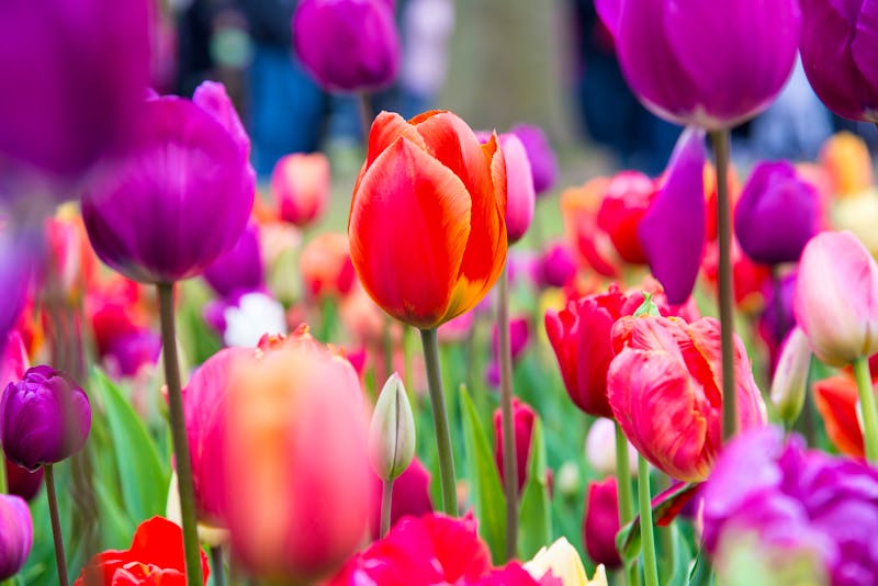 Blühende Tulpen im Keukenhof - Niederlande - ©dmitr86 - stock.adobe.com