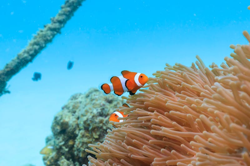 Unterwasserwelt vor der Insel Ishigaki - Japan - ©norimoto - stock.adobe.com