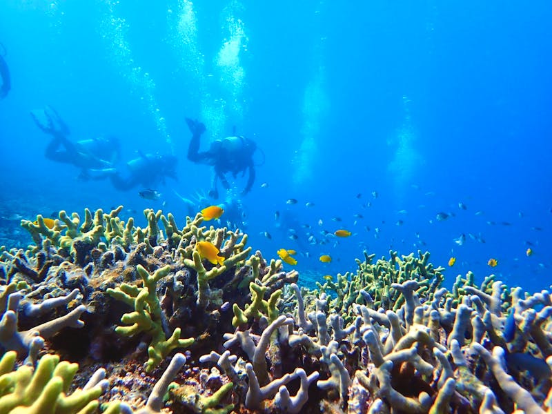 Unterwasserwelt vor der Insel Ishigaki - Japan - ©佳弥 米岡 - stock.adobe.com