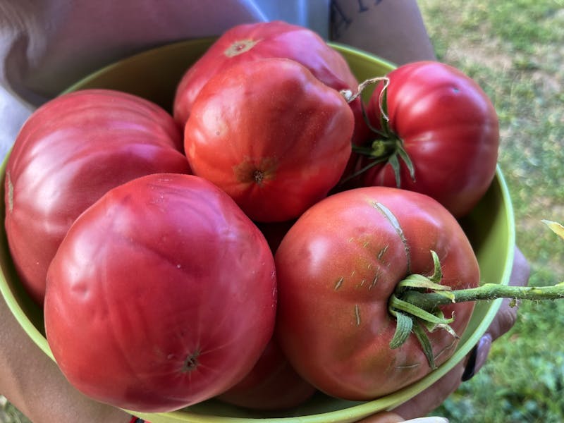 Bulgarische Tomaten - ©Madlena Voigt