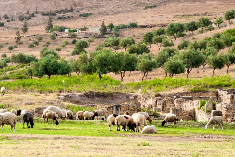 Schafe vor den Resten des Apollo Tempels in Bulla Regia - ©Nico Tondini/Danita Delimont - stock.adobe.com