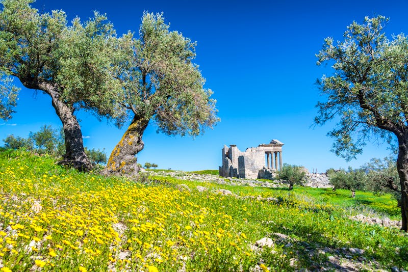 Olivenbäume vor den römischen Ruinen in Dougga - ©jkraft5 - stock.adobe.com