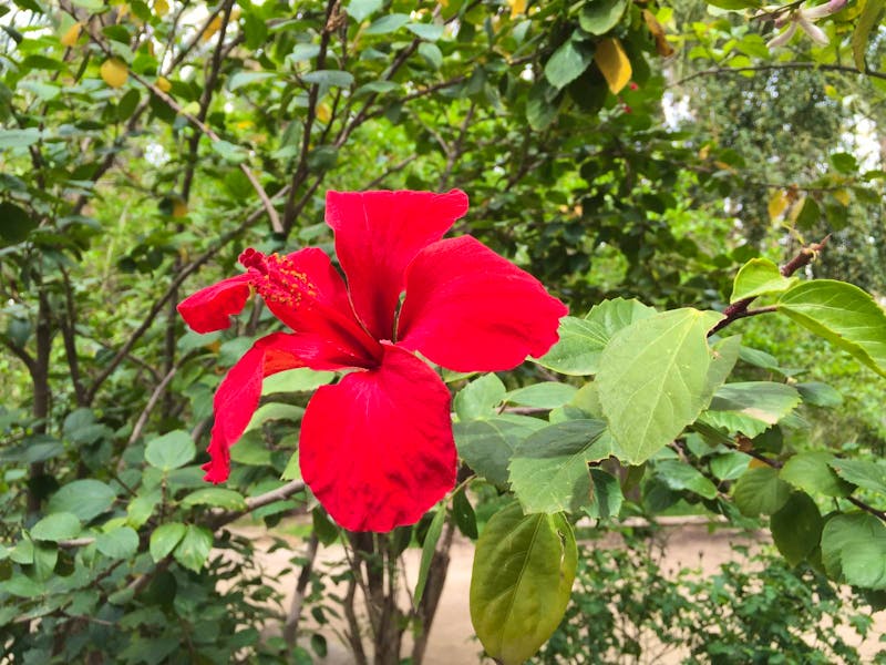 Hibiskusblüte in der Oase Tozeur - ©Patrick Fritzsche - Eberhardt TRAVEL