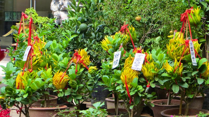 Suzhou - Marktstand mit Gartenpflanzen - ©Nadine Schulz (Eberhardt TRAVEL)
