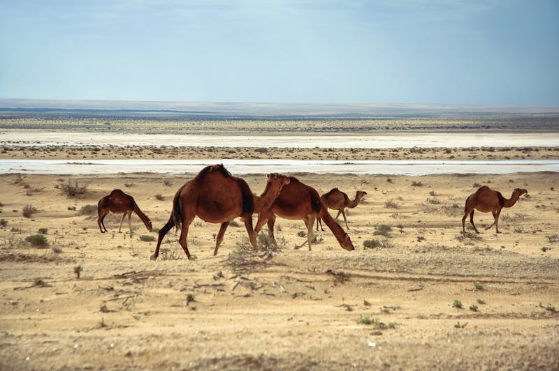 Dromedare auf dem Weg zum Chott el Djerid Salzsee in Tunesien - ©Fotokon - stock.adobe.com