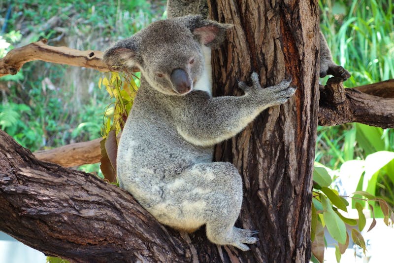 Koala in Kuranda bei Cairns - ©Benjamin Rodriguez Manzanares - Eberhardt TRAVEL