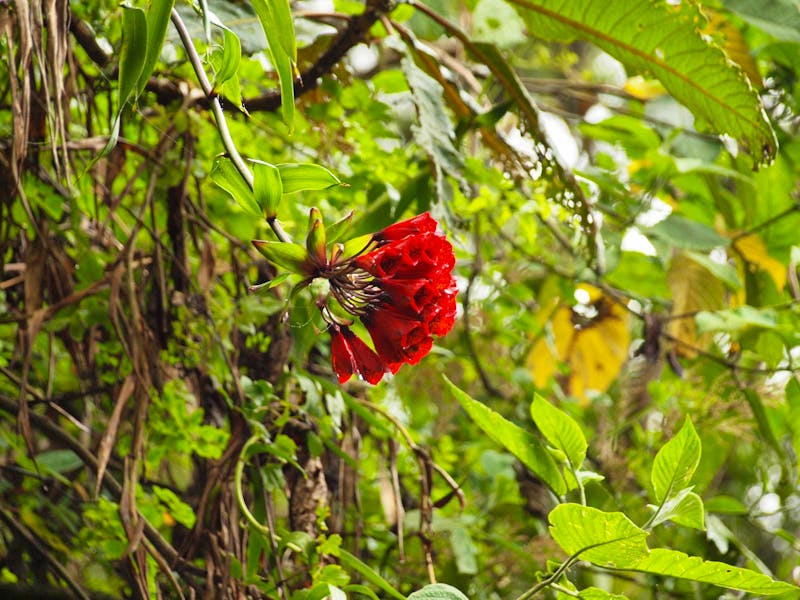 Wanderung durch den Nebelwald auf dem Salkantay Trail in Peru - ©Juliane Voigt - Eberhardt TRAVEL