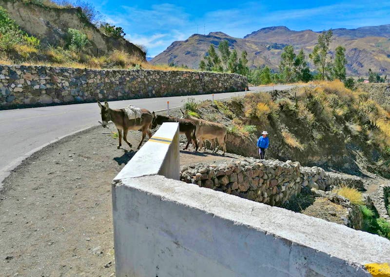 Bauer mit Eseln im Colca Tal - ©Philip Seidel - Eberhardt TRAVEL