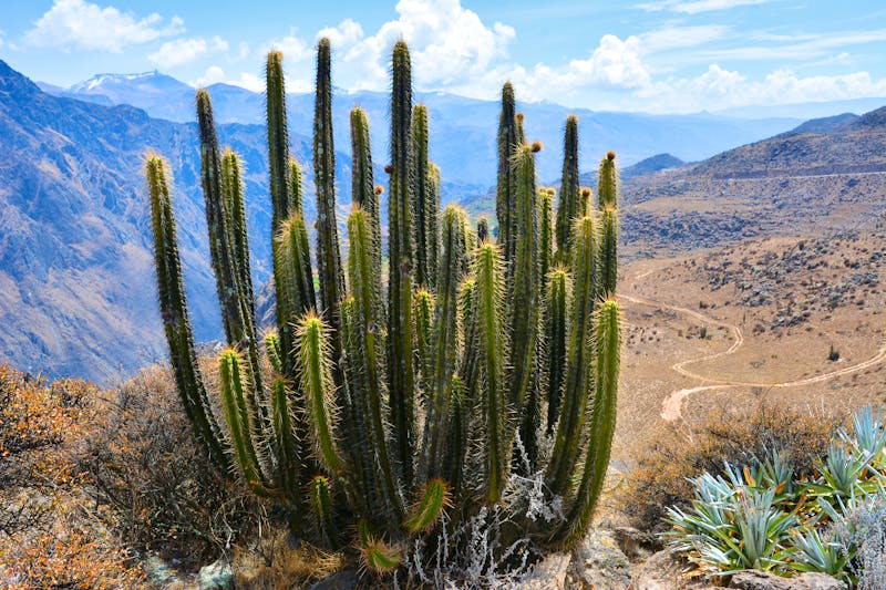 Colca Canyon in Peru  - ©peterz - stock.adobe.com
