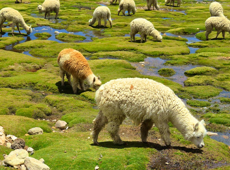 Alpakas im Colca-Tal - ©Rico Manns - Eberhardt TRAVEL