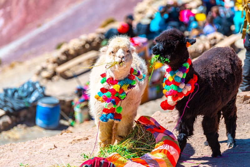 Alpakas am Regenbogenberg in Peru - ©jon_chica - stock.adobe.com