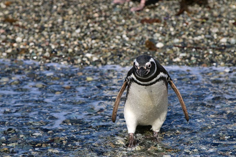 Magellan Pinguin - ©Benshot - stock.adobe.com