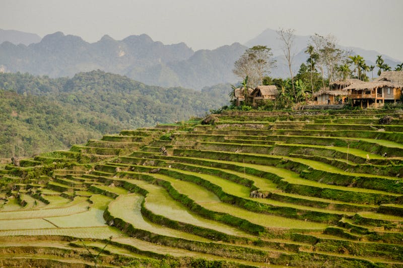 Reisfelder in Pu Luong, Nord-Vietnam - ©Michaela Begsteiger - stock.adobe.com
