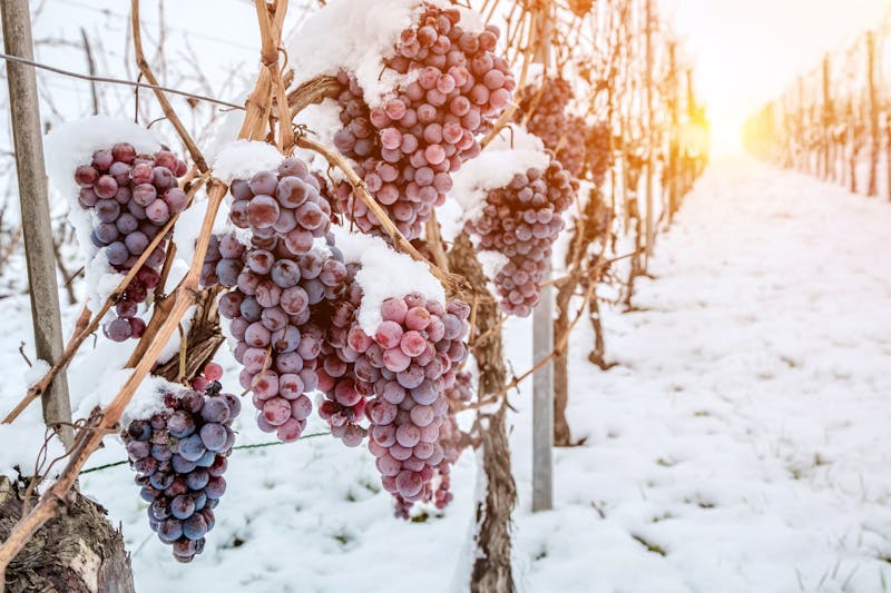 Eiswein in Ontario - ©karepa - stock.adobe.com