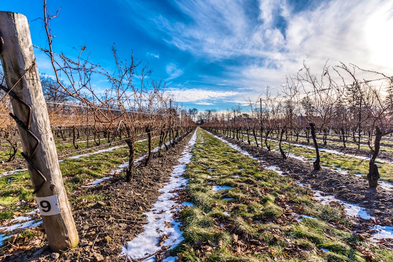 Weinanbau bei Niagara on the Lake - ©Ken - stock.adobe.com
