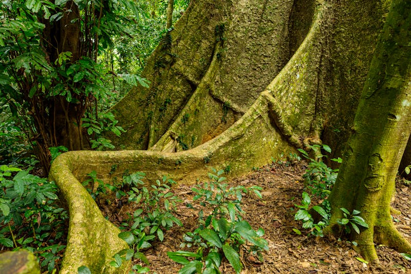 Cuc Phuong Nationalpark nahe Ninh Binh - Baumwurzel im Dschungel - ©hecke71 - stock.adobe.com