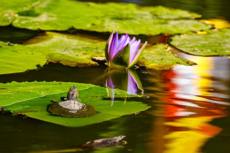 Cuc Phuong Nationalpark nahe Ninh Binh - Seerosen und Frösche - ©hecke71 - stock.adobe.com