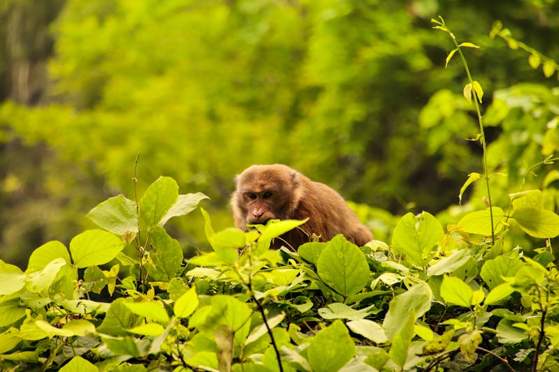 Affen-Schutz-Reserval im Cuc Phuong Nationalpark bei Ninh Binh - ©MarieXMartin - stock.adobe.com