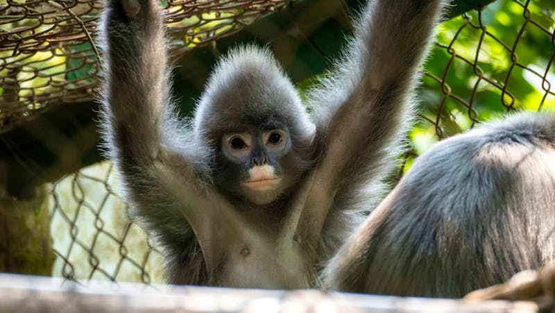 Affen-Schutz-Reserval im Cuc Phuong Nationalpark bei Ninh Binh - ©Mike Workman - stock.adobe.com