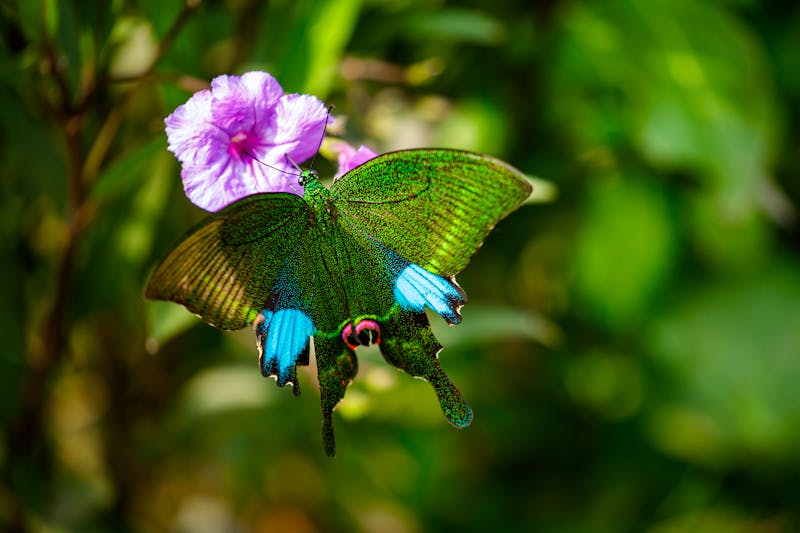  Cuc Phuong Nationalpark bei Ninh Binh - Schmetterling und Blumen - ©hecke71 - stock.adobe.com