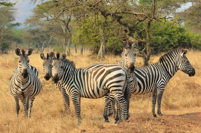 Zebras im Lake Mburo Nationalpark - Uganda - ©eickys - stock.adobe.com