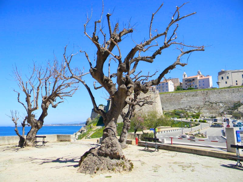 Ombu in Calvi - ©Claudia Kurzweg - Eberhardt TRAVEL