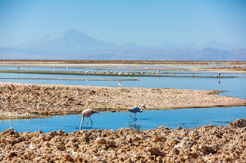 Laguna Chaxa in der Salar de Atacama (Salztonebene in Chile) &ndash; &copy; olyphotostories - stock.adobe.com