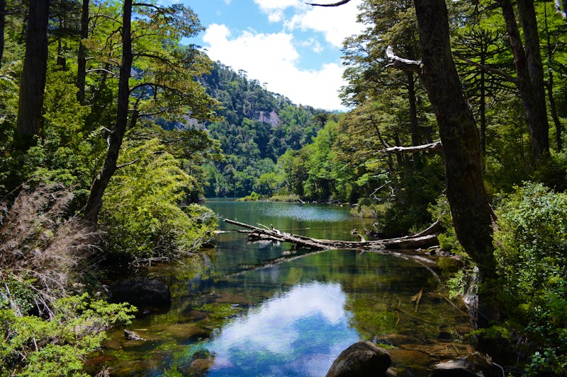 Nationalpark Huerquehue in der Nähe von Pucón - ©worldroadtrip - stock.adobe.com