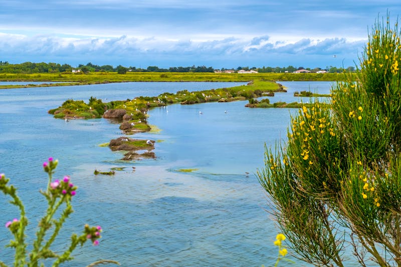 Naturschutzgebiet auf der Ile de Re an Frankreichs Atlantikküste - ©kateafter - stock.adobe.com