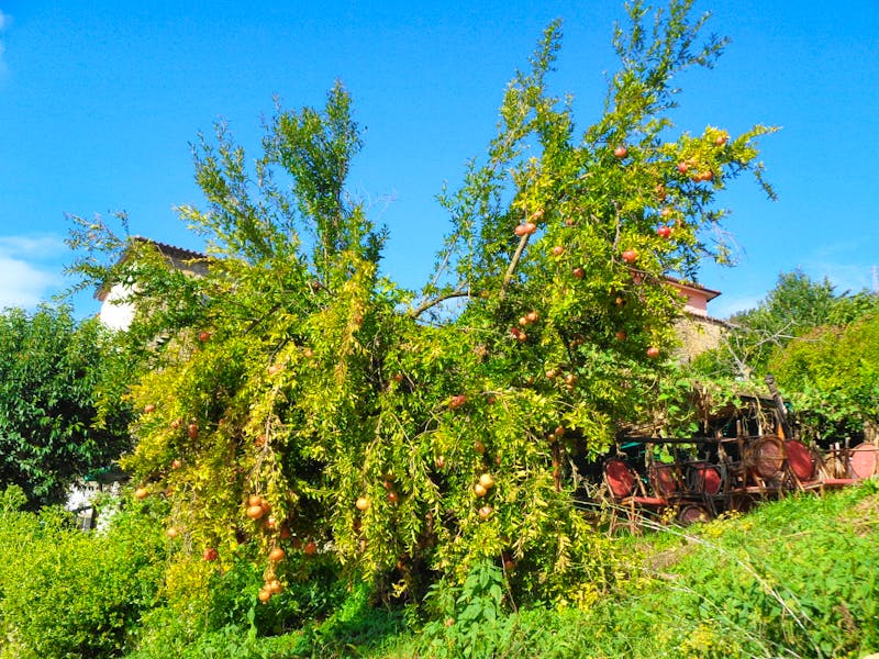 Nationalpark Cilento - Granatapfelbaum in Pollica - ©Martina Häselbarth - Eberhardt TRAVEL