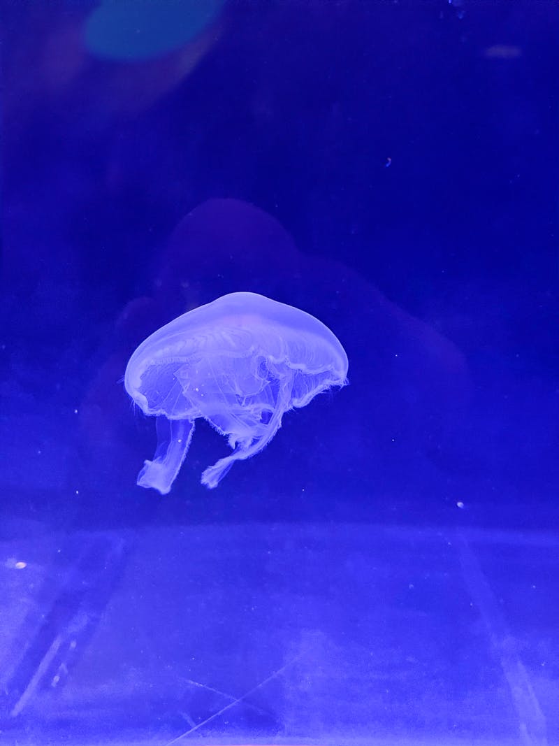 Quallen-Aquarium im Polaria-Museum in Tromsø - ©Madlena Voigt - Eberhardt TRAVEL